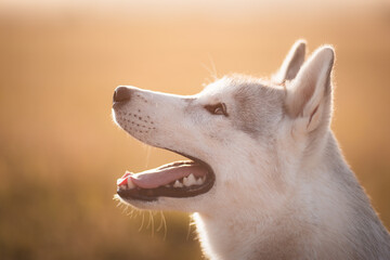 happy siberian husky dog portrait in the summer at sunset on a golden field