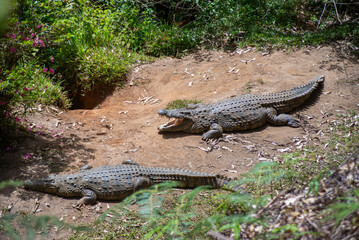 A Nile Crocodile seen next to a lake on a safari in Africa
