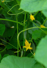 Organic cultivation of cucumbers. Close-up of fresh green vegetables ripening in a greenhouse.