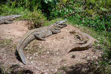 A Nile Crocodile seen next to a lake on a safari in Africa