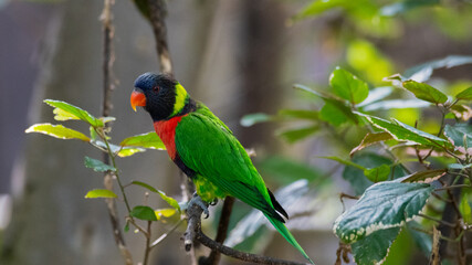 rainbow lorikeet parrot
