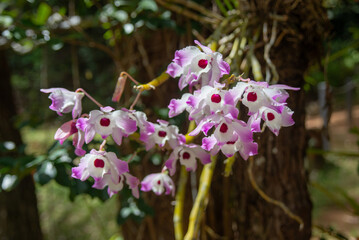 Dendrobium nobile (Noble Rock Orchid) in Madagascar