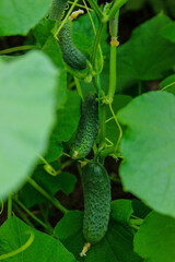 Organic cultivation of cucumbers. Close-up of fresh green vegetables ripening in a greenhouse.