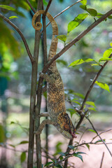 Calumma brevicorne, the short-horned chameleon, is a species of chameleon endemic to Madagascar