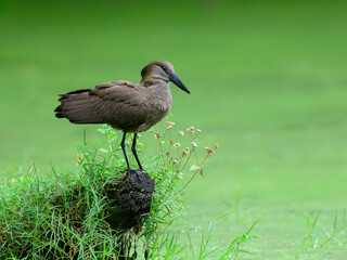 Hamerkop standing on log and fishing on green pond, portrait 