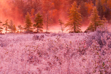 autumn forest in the morning mist sunrise