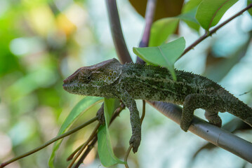 Calumma brevicorne, the short-horned chameleon, is a species of chameleon endemic to Madagascar