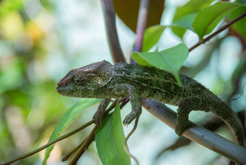 Calumma brevicorne, the short-horned chameleon, is a species of chameleon endemic to Madagascar