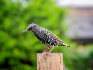 Starling Perched on a Log