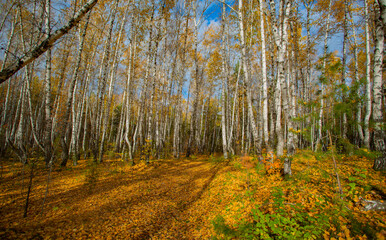 Autumn landscape. Birch forest .A carpet of yellow leaves on the ground