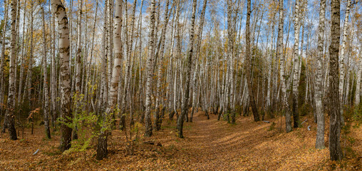 Autumn landscape. Birch forest .A carpet of yellow leaves on the ground