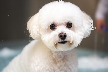 Portrait Bichon Frise after haircut, happy and stylish puppy smiling after grooming.