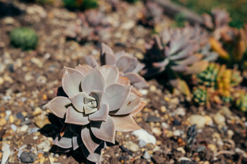 succulent in the garden