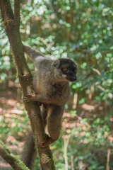 Cute Common brown lemur with orange eyes. Endangered endemic animal in natural forest habitat, Madagascar