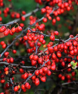 red berries of berberis vulgaris bush at autumn