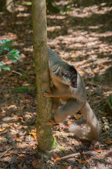 Cute Common brown lemur with orange eyes. Endangered endemic animal in natural forest habitat, Madagascar