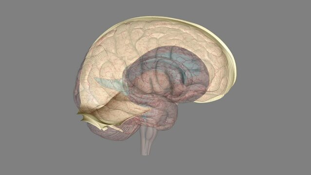The falx cerebri and tentorium cerebelli are thin dural structures found between parts of the brain .