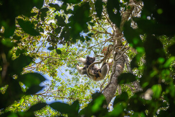 Cute Indri, the biggest lemur is eating leafs. Endangered and very rare endemic animal in natural...