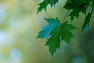 Autumn colored leaves on a maple branch.