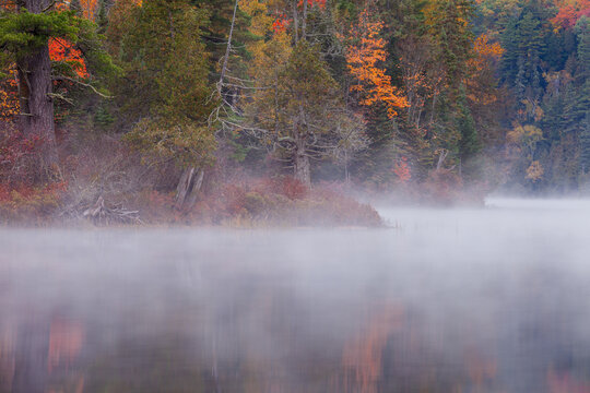 autumn forest in fog
