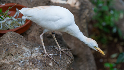 white heron ardea cinerea