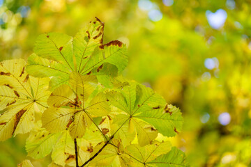 Autumn colored leaves on a chestnut tree.