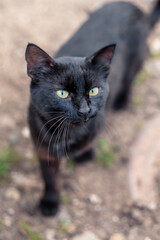 Naklejka na ściany i meble portrait of a street black cat with green eyes walking along the street in the village