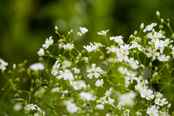 flowers,floral background