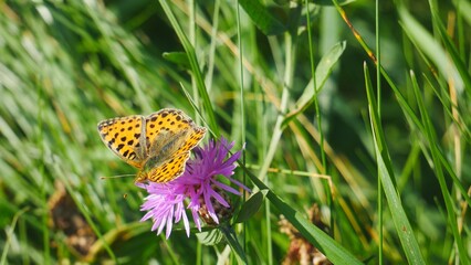 A butterfly eats nectar on a field cornflower.. © Rbizon