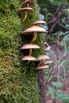 A family of yellow mushrooms on a stump covered with green moss.