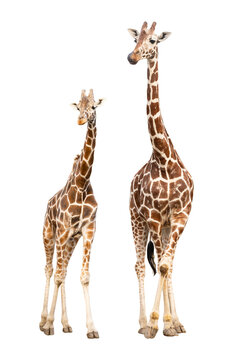 Two giraffes isolated on transparent background