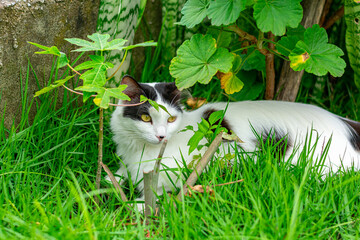 Gato branco e preto deitado no jardim - obrazy, fototapety, plakaty