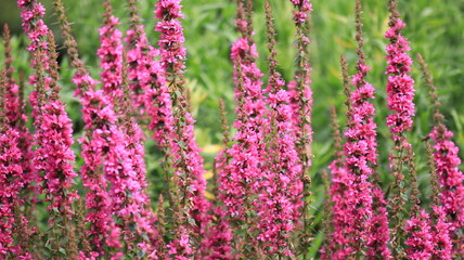 Obraz premium Pink Flowers