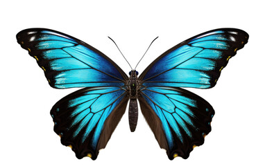 Butterfly Realistic Closeup of a Roaring Night Hunter on a Clear Surface or PNG Transparent Background.