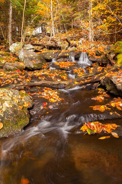 autumn forest stream
