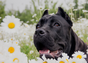 Cane Corso dog in the daisies on a clear day.