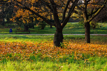 urban park in autumn. nature scenery with trees fall colors. fallen foliage on the green grass. bench near the foot path. sunny morning