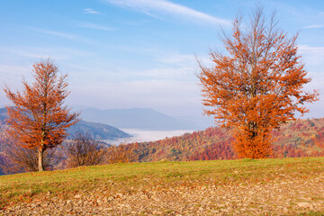 trees in orange foliage on the hill. rural landscape of ukrainian carpathians in autumn. wonderful nature scenery on a sunny morning. fog in the distant valley
