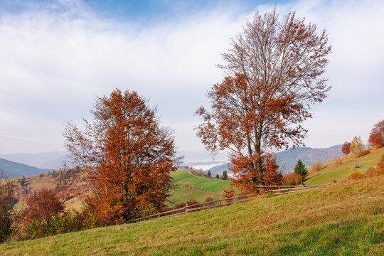 trees in orange foliage on the hill. rural landscape of ukrainian carpathians in autumn. wonderful nature scenery
