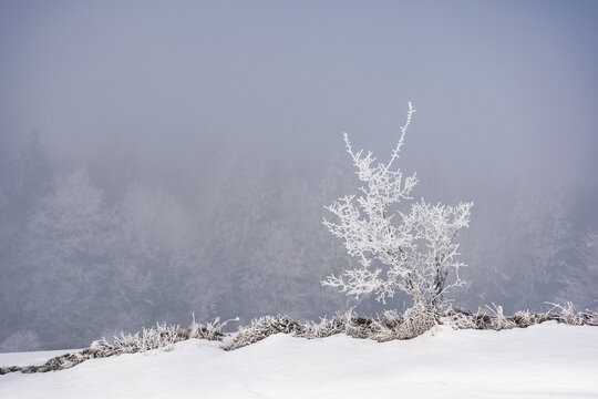 trees on a hill in hoarfrost. magical winter background with forest. cold misty weather