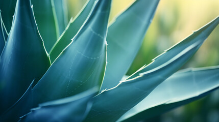 A Agave Attenuata cactus exhibits a soft texture with natural, fluid shapes, sharp leaf edging and a defocused backdrop.