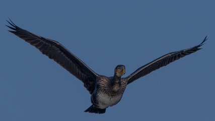 Great Cormorant in flight with wings spread.