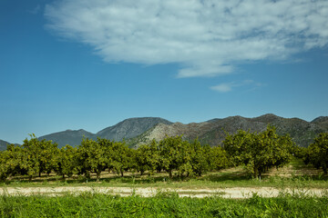 tangerine plantation with mountains in the background, Orange tree plantation farm field