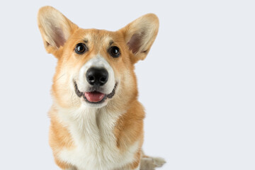 welsh corgi dog smiling on a white background