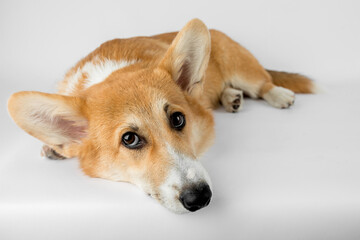 welsh corgi dog smiling on a white background