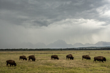 Thunderstorm Looms Over Grazing Bison Near Grand Teton © kellyvandellen