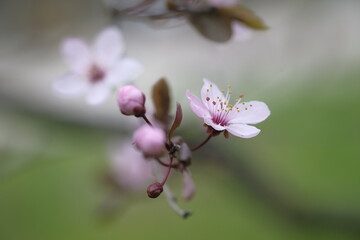 Pink apple blossoms at the end of the branch.