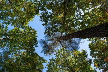 Obraz premium View of the sky through the trees.