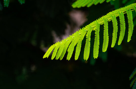 fern leaf in the forest