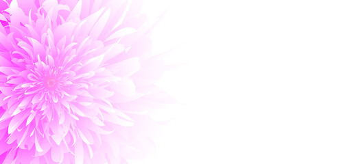 Chrysanthemum closeup background with copy space